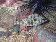 Lethrinus atlanticus