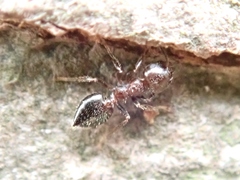Crematogaster matsumurai