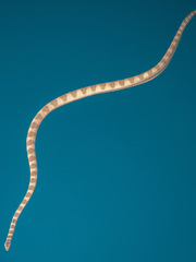 Hydrophis lapemoides