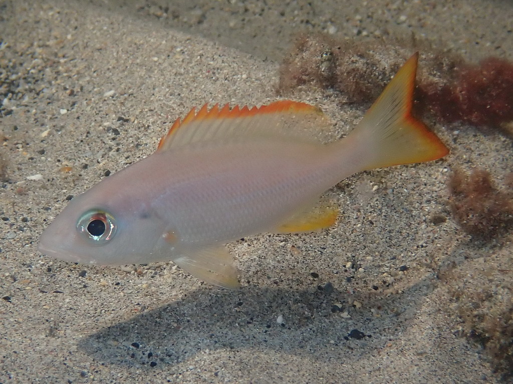 Golden African snapper (Lutjanus fulgens) — Lutjanidae