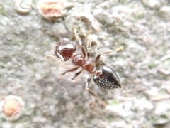 Crematogaster matsumurai