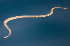Hydrophis lapemoides