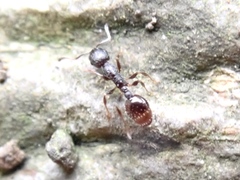 Temnothorax congruus