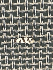 Lepidoscia characota