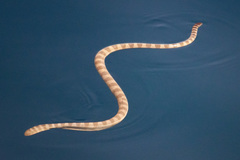 Hydrophis lapemoides