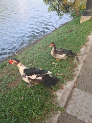 Cairina moschata domestica