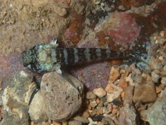 Nematogobius brachynemus