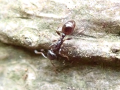 Temnothorax congruus