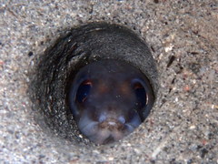 Margintail Conger photo 1