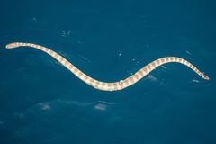 Hydrophis lapemoides