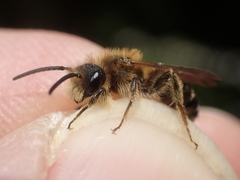 Andrena dorsata
