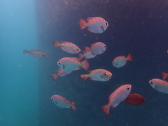 Priacanthidae