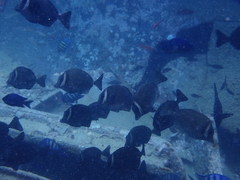 Prionurus biafraensis