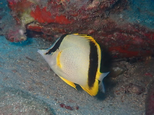 Diepwater-koraalvlindervis (Prognathodes marcellae) — Chaetodontidae — 3