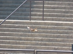 Daptrius chimango chimango