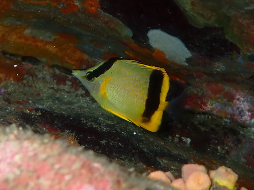 Marcella butterflyfish (Prognathodes marcellae) — Chaetodontidae