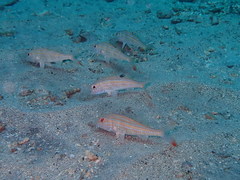 Pseudupeneus prayensis