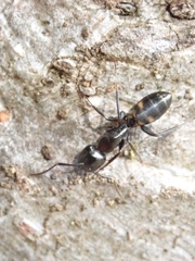 Camponotus quadrinotatus