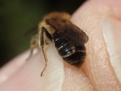 Andrena dorsata