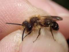 Andrena dorsata