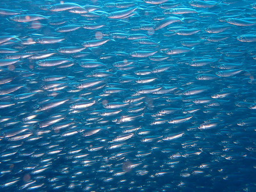 Roux's sardinella (Sardinella rouxi) — Clupeidae — 4