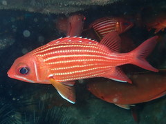 Sargocentron hastatum