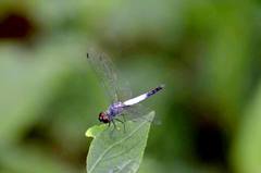 Brachydiplax farinosa