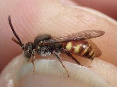 Nomada ferruginata