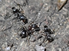 Lasius japonicus