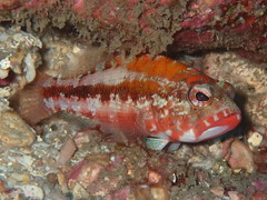 Serranus pulcher