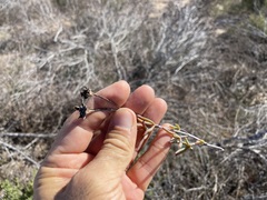Lampranthus densifolius