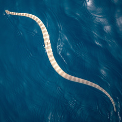 Hydrophis lapemoides