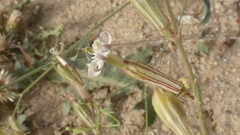 Silene arabica