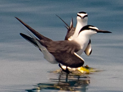 Onychoprion anaethetus