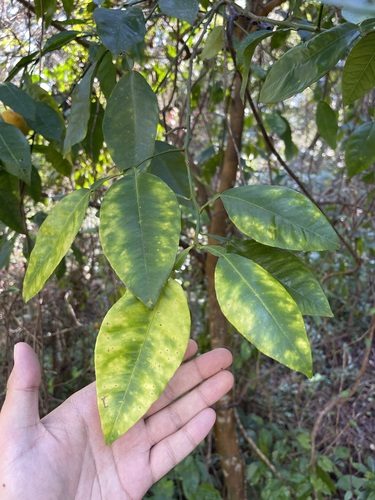 Ripe orange fruit
