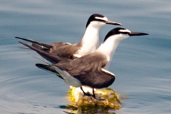 Onychoprion anaethetus