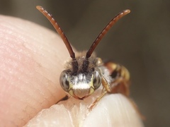 Nomada ferruginata
