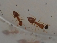 Crematogaster osakensis