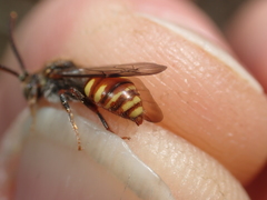 Nomada ferruginata