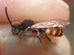 Nomada ferruginata