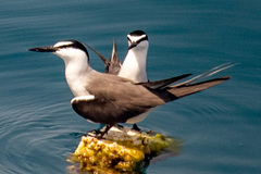 Onychoprion anaethetus