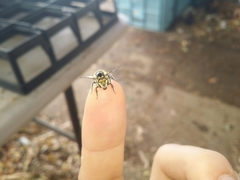 Megachile macularis