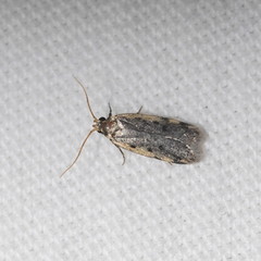Hoplostega ochroma