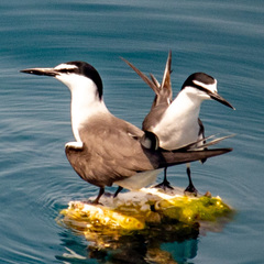 Onychoprion anaethetus