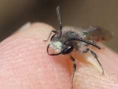 Andrena ventralis