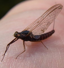 Leptophlebia