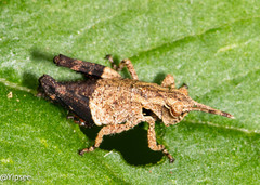 Traulia azureipennis