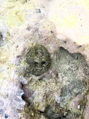 Acanthopleura gemmata