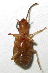Brachininae