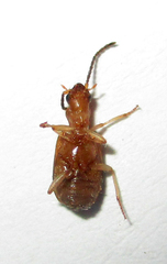 Brachininae